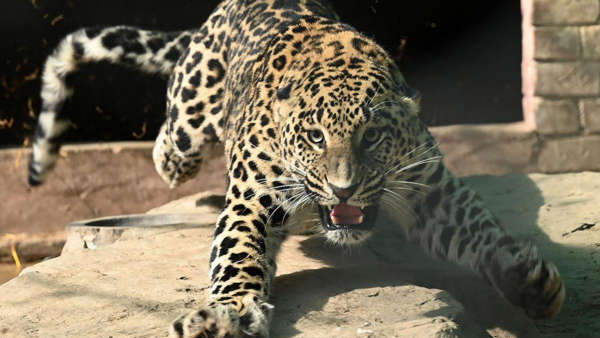 sixyroldgirlkilledinleopardattackinup