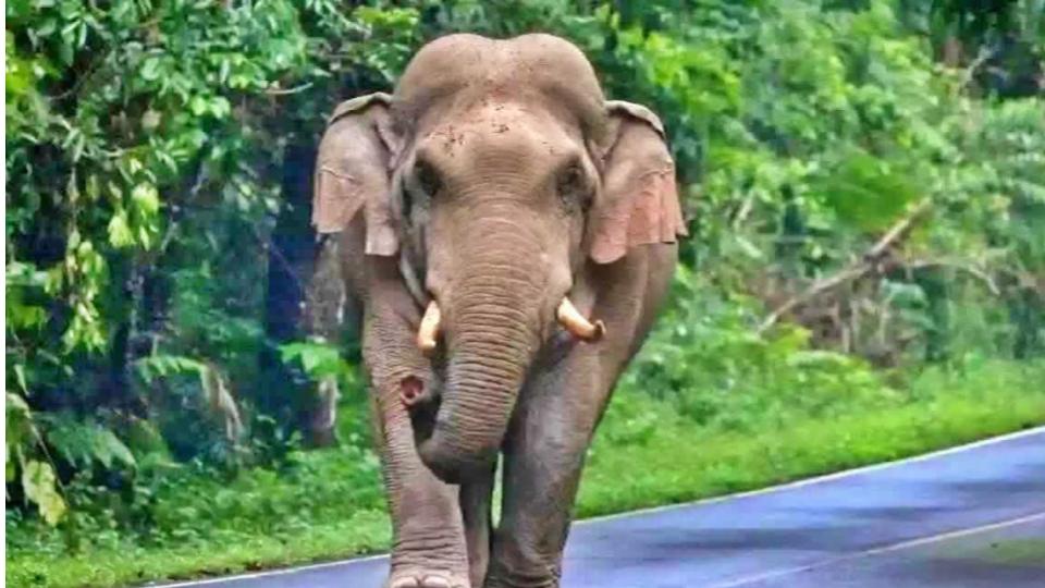 Woman killed in wild elephant attack in Idukki district, Kerala