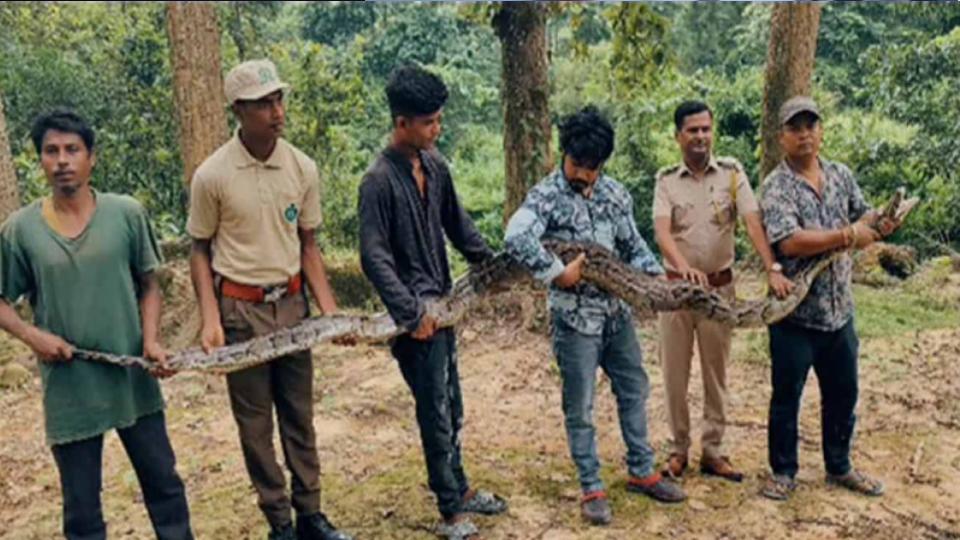 18feetlongpythonsnakerescuedfromteagardeninassam