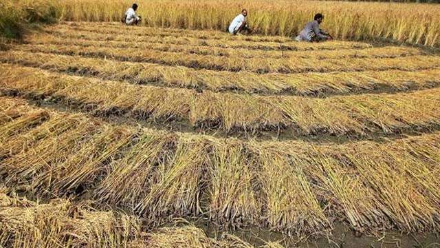 ntpctobuyfarmstubbleatrs5500pertonneforuseatpowerplants