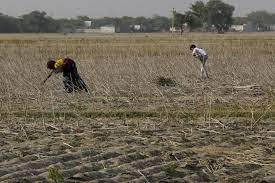scantymonsoonrainhitskharifsowinginjharkhand