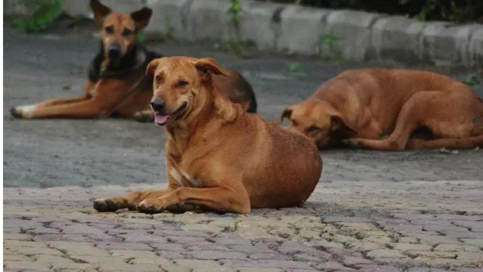SC Declines Urgent Hearing On Plea Against MCD Stray Dog Circular