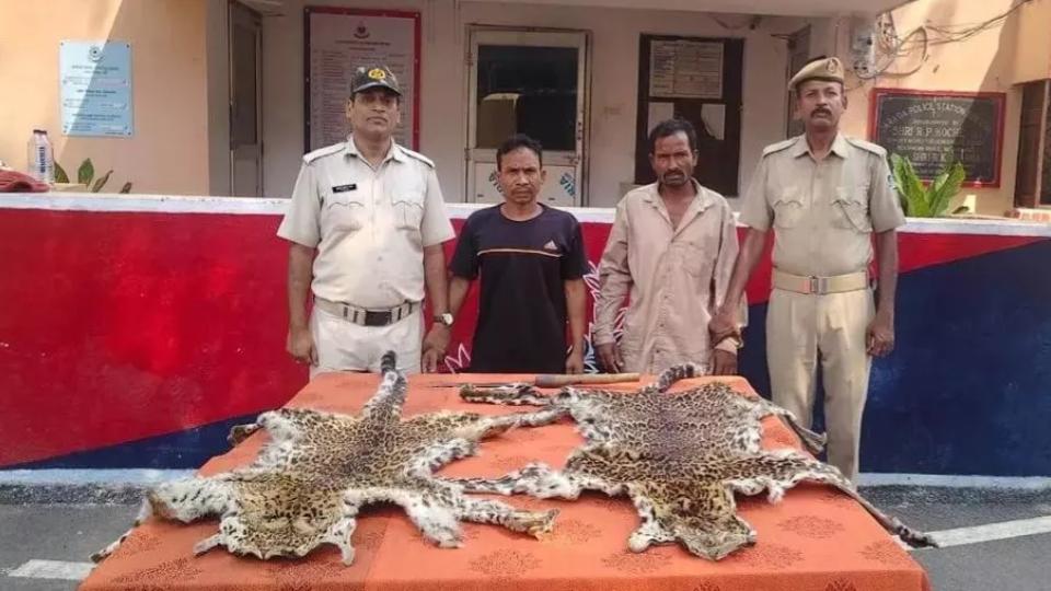 Two Leopard Skins And Live Bombs Seized in Odisha