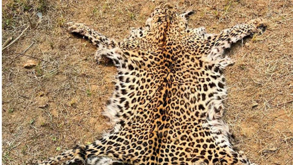 onearrestedforillegalpossessionofleopardskininodisha