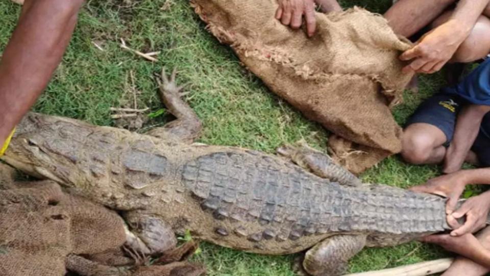 crocodilefinallycapturedafter6monthsatainavillilankaap