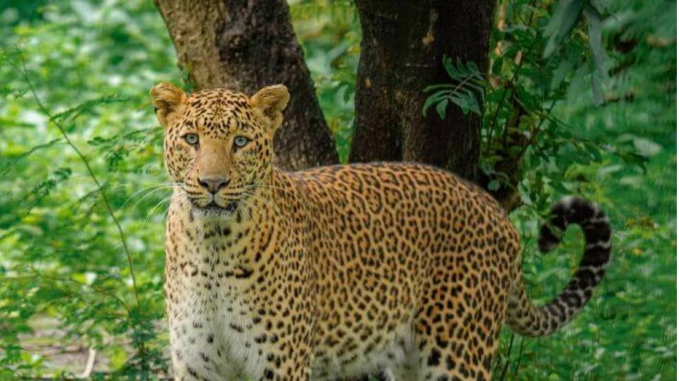 Maharashtra govt to Send 50 Leopards to Reliance Foundation