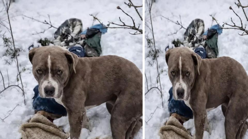 Pet dog guards owner