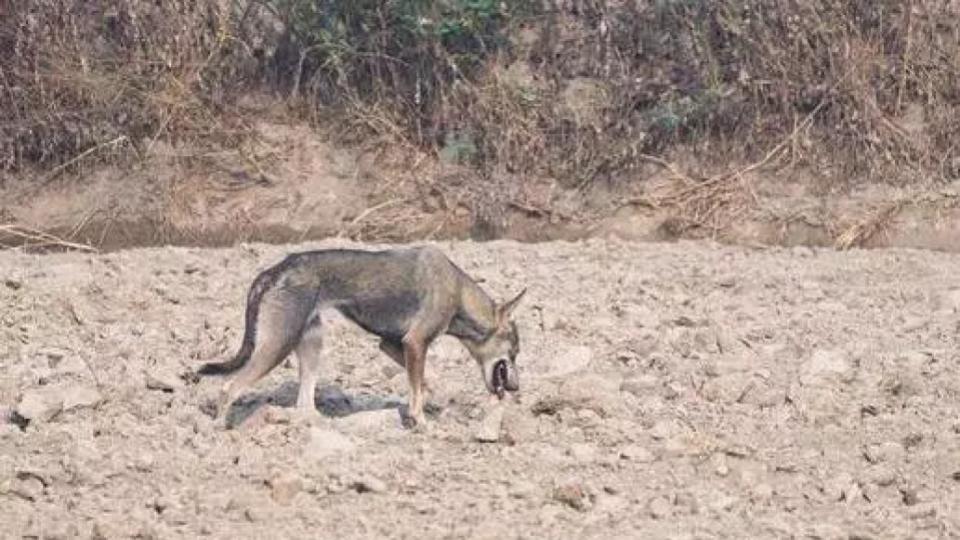 Rare Indian Grey Wolf Spotted In Delhi, First Time Since 1940s