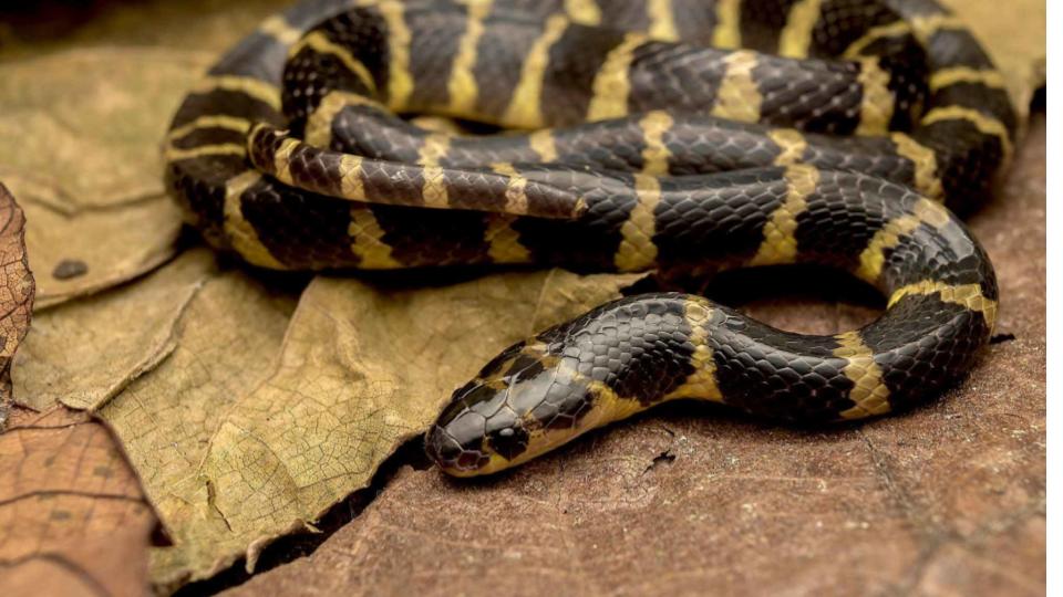 Snake bites 4 students in Jharkhand school hostel, one dead