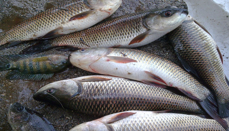bihargovtlifttsbanonsaleoflivefishinpatna