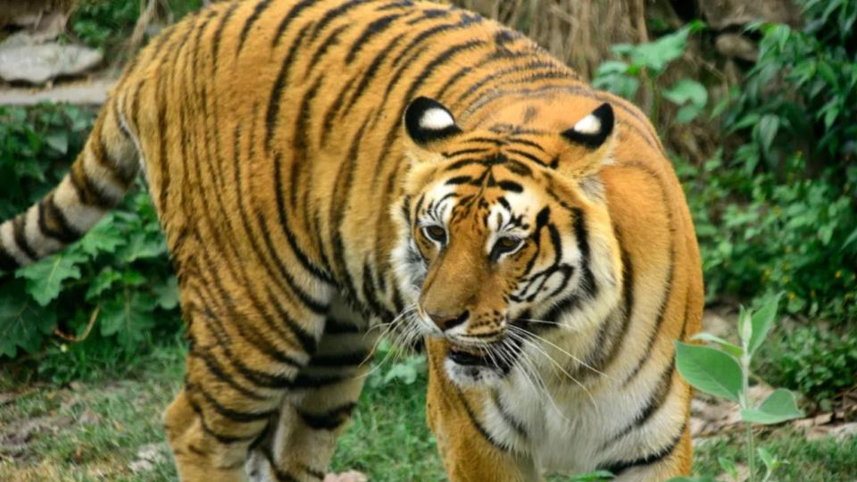fourwomenkilledintigerattackwhilecollectingtenduleavesinmaharashtra