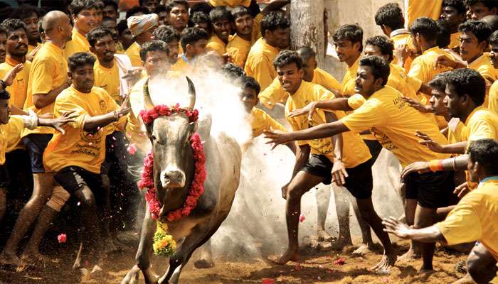 49peopleinjuredondayoneofjallikattufestivalintamilnadu