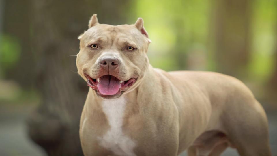 TN govt sets Sept 30 deadline for dog breeders, shops to register 