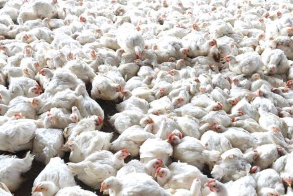 over30birdsfounddeadinrishikesh