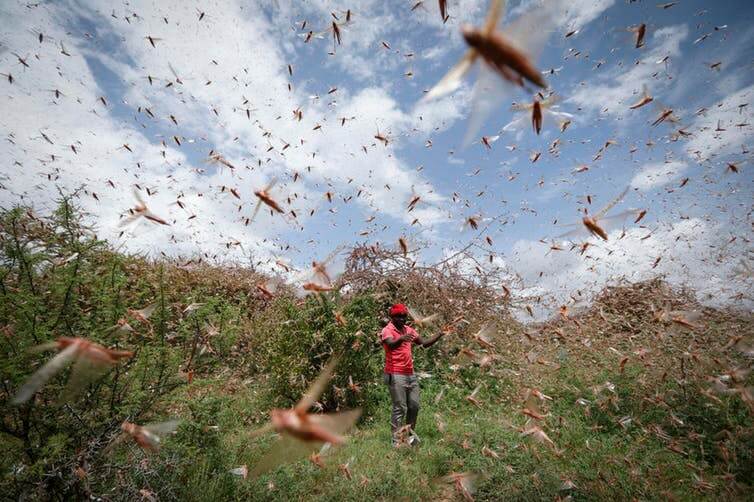 Experts warn for another locust attack in few weeks, seven states