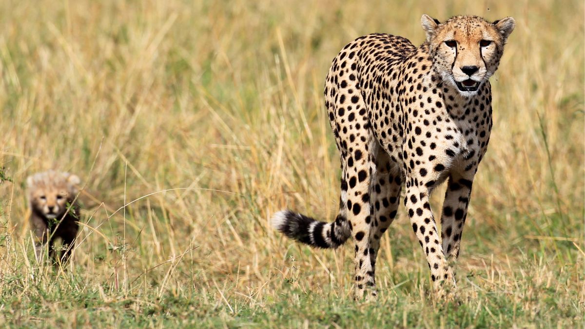 anothernamibiancheetahdiesatmpskunonationalpark