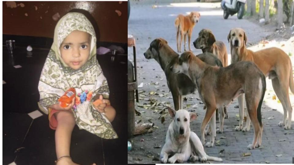 18 months old girl killed in stray dog attack in Karnataka