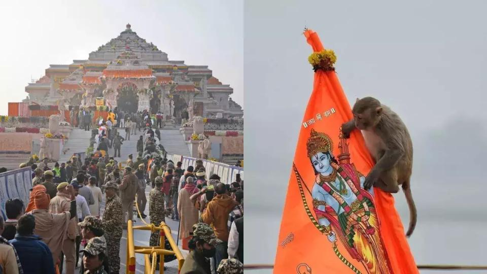 monkeyvisitsramtemplepeoplesayitishanuman