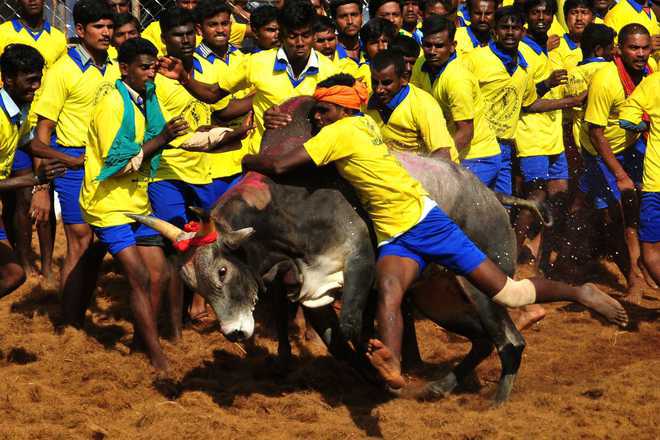 supremecourtupholdsvalidityoflawpermitingbulltamingsportjallikattuintamilnadu