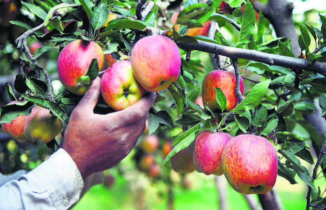 himachalpradeshgovtprocuresrecordamountofappleinoveradecade