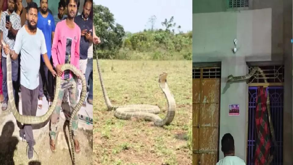 12footexoticlookingsnakerescuedfromhotelwallinodisha