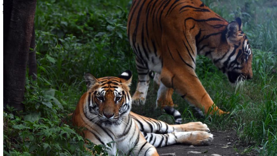 Nepal Launches Tiger Census to Monitor Species Recovery