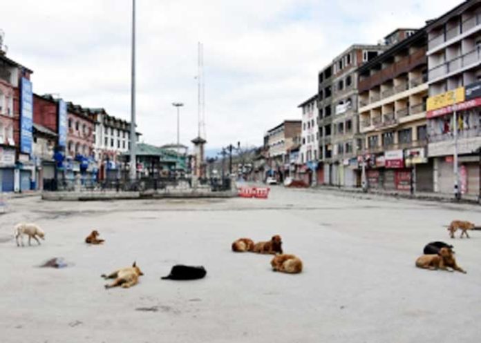 39peopleinjuredinstraydogattackinsrinagar