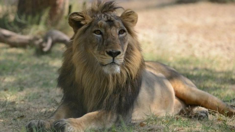 Lion kills 25-year-old restaurant worker in Gujarat