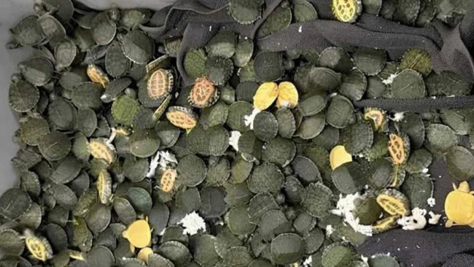 AIU officials recovers over 700 red-eared slider turtles at Kolkata Airport