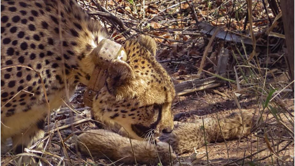 Cheetah cub dies at Kuno National Park in Madhya Pradesh
