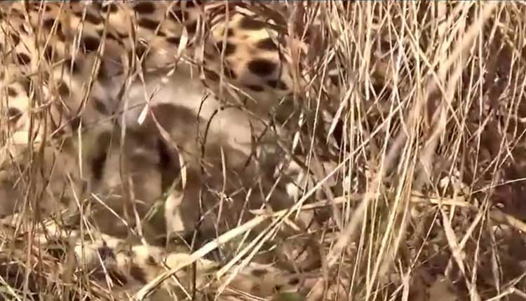 namibiancheetahjwalawelcomesthreecubs