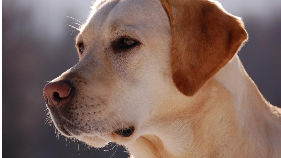 Man arrested for feeding liquor to dog in Uttar Pradesh