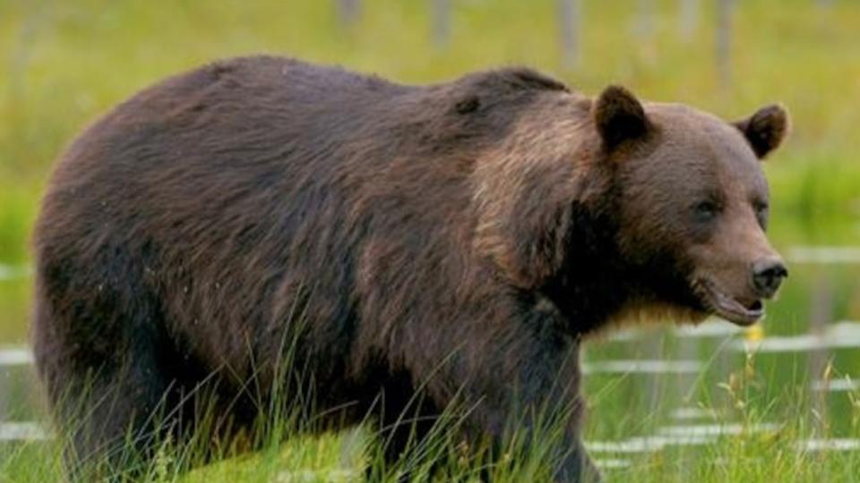 Wild Bear Attacks Farmer in Anantapur District, AP