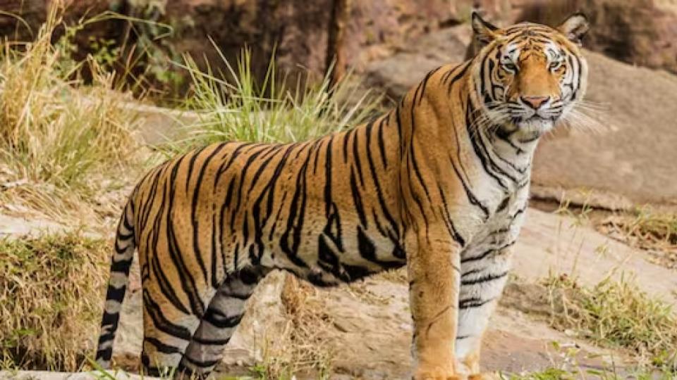 Tiger Killed on Railway Tracks Near Jamtha in Nagpur