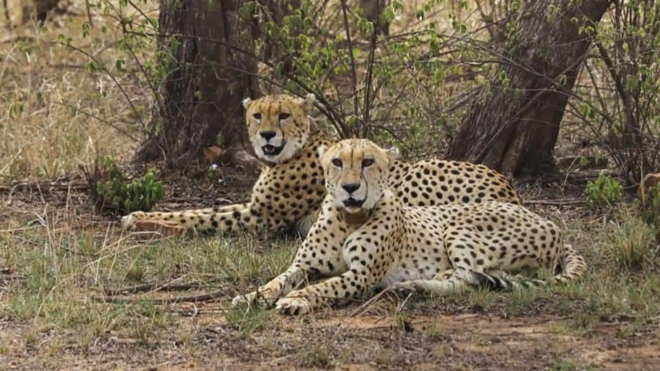 Nine cheetahs from Botswana arrive at Kuno National Park