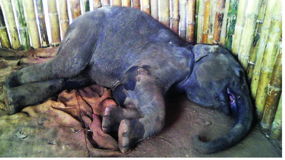 Elephant calf dies after swallowing bomb in Sathyamangalam , TN