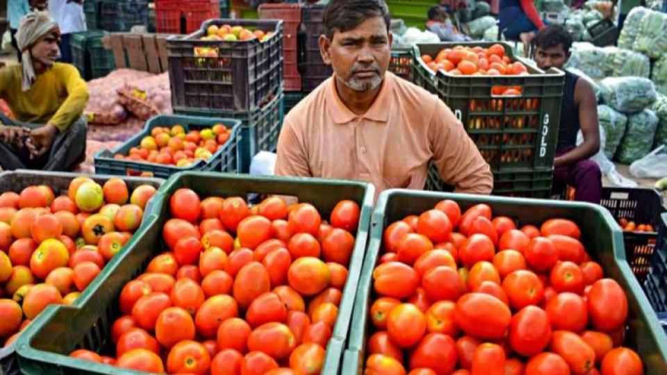 tomatosurplusleavesfarmersstrugglingamidstmarketwoes