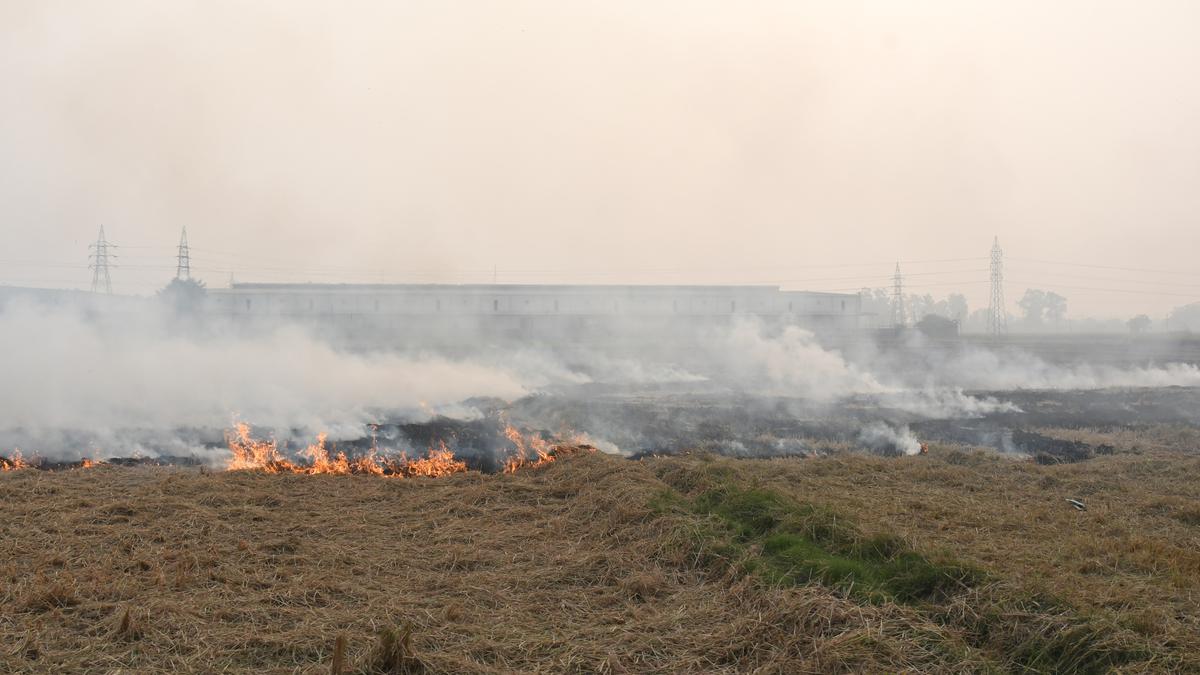scdirectspunjabharyanauprajasthantoimmediatelystopcropresidueburning
