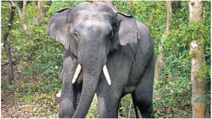 womankilledinelephantattackinchhattisgarh