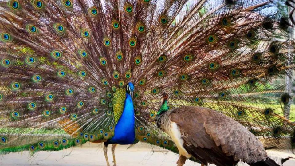 India donates five peacocks to UN Office at Geneva