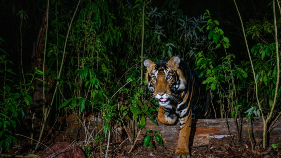 1,800 camera traps captures 1.5 lakh pictures in UP 