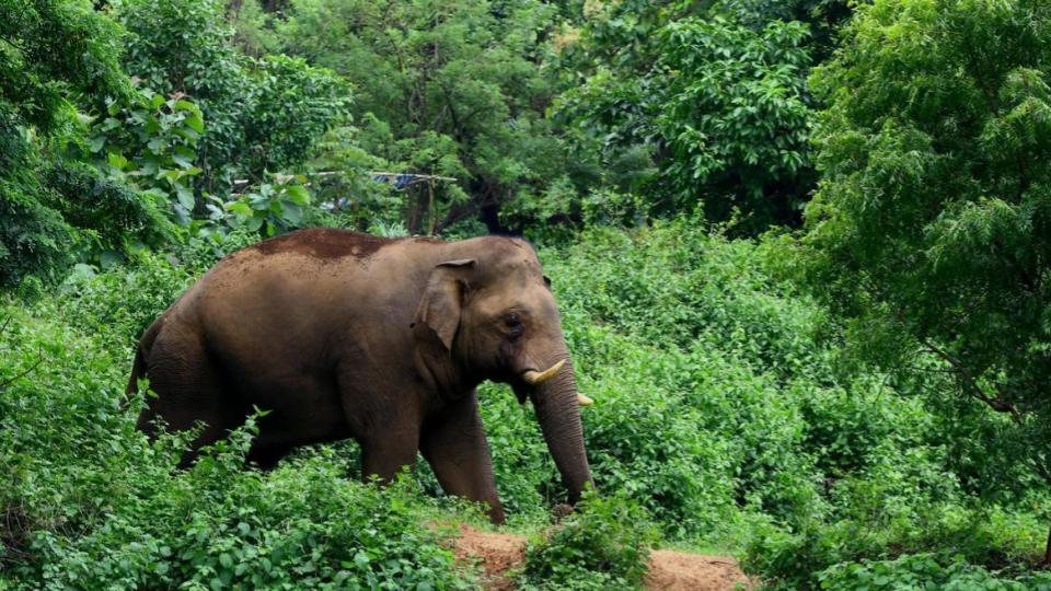Farmer in Kerala dies in suspected elephant attack