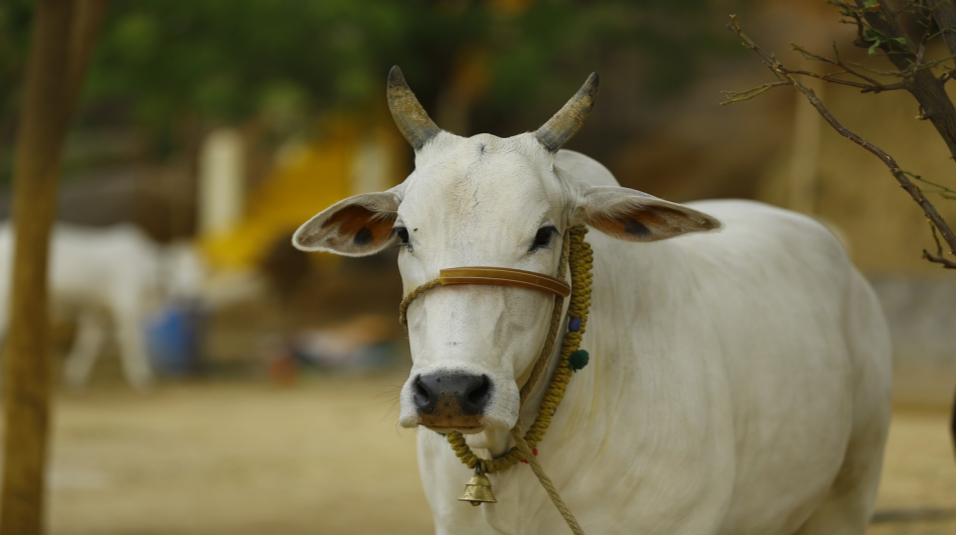 ‘gausansad’wantsthecowtobedeclared‘motherofthenation’