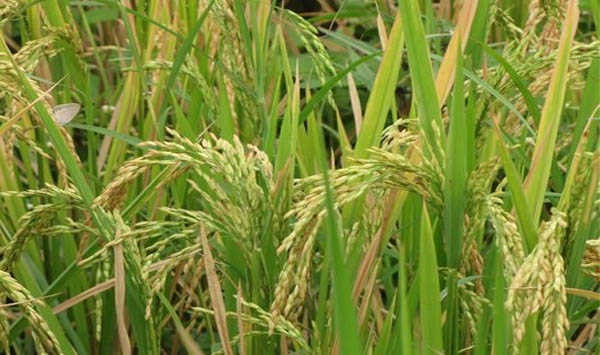 govthikesminimumsupportpriceofkharifcropsfor201920season