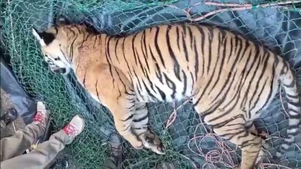 tigershotdeadduringtranquilisingmissioninkerala