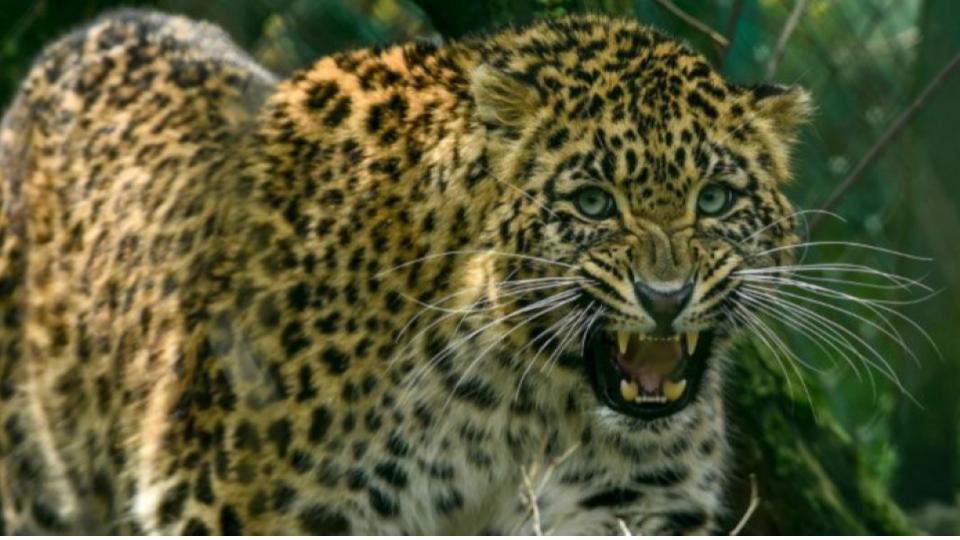Leopard sightings raises across Jaipur, locals fear