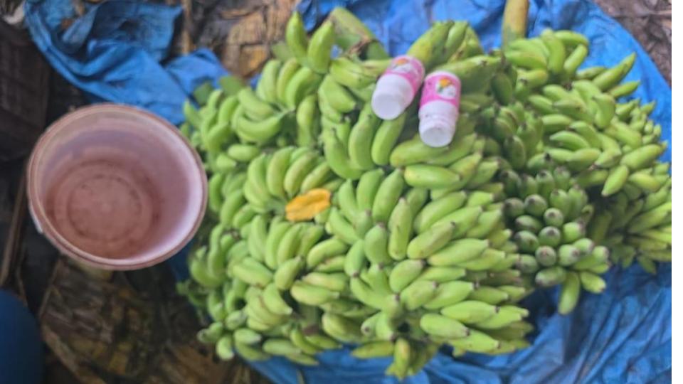 Udupi Officials Seize 10,890 kg  Chemically Ripened Bananas