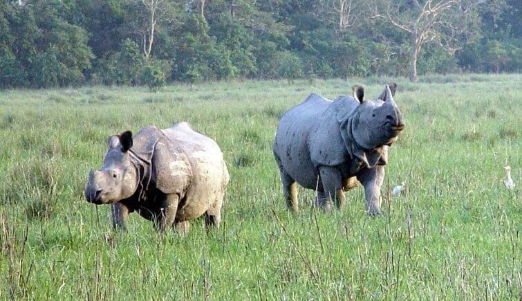 rhinocensusatworldheritagesitekaziranganationalparktobegintoday