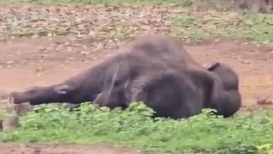 tamedelephantdiesdayafterclashthatkilledtouristinkodagu