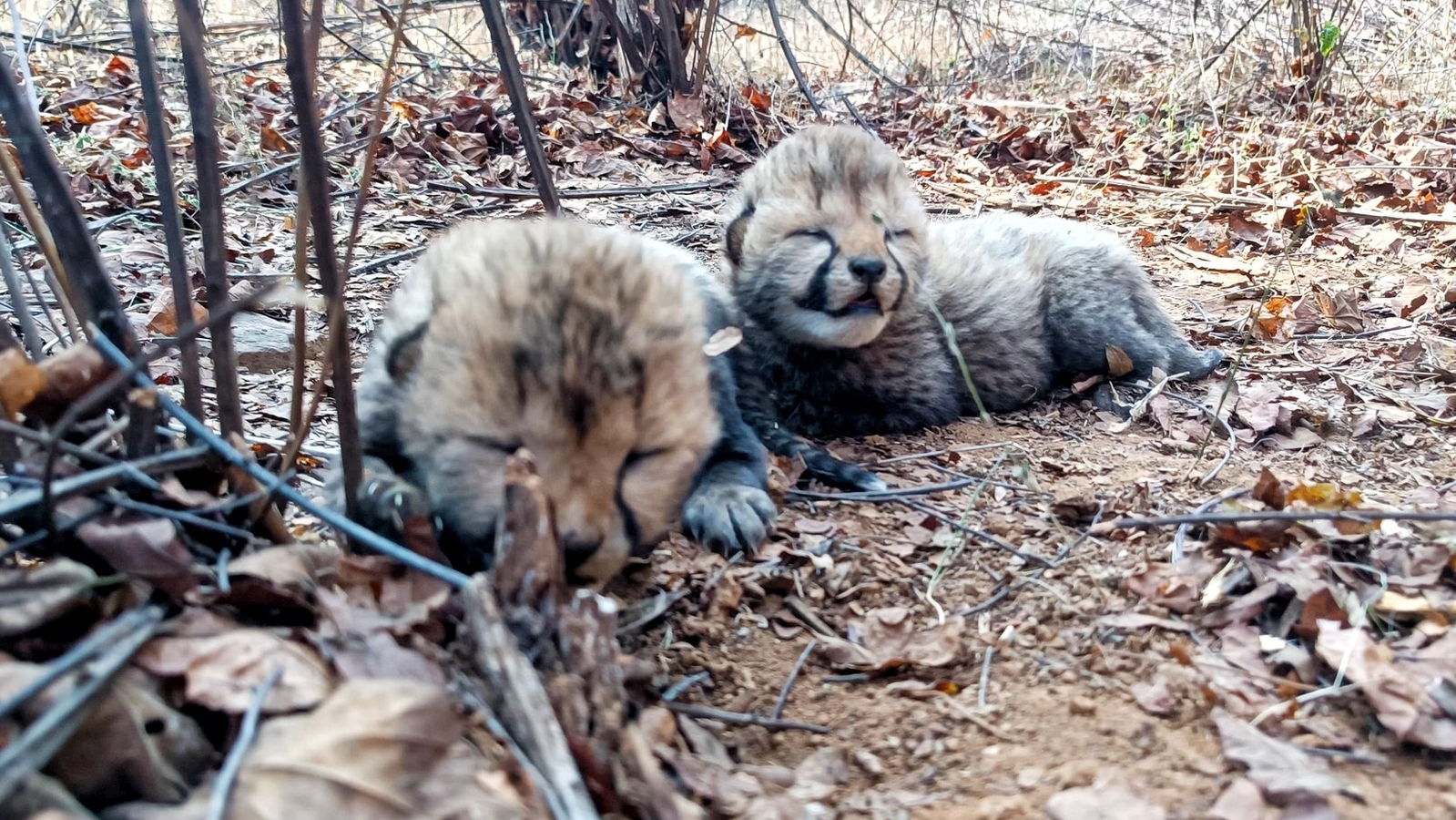 fivemorecheetahcubsborninkunonationalpark